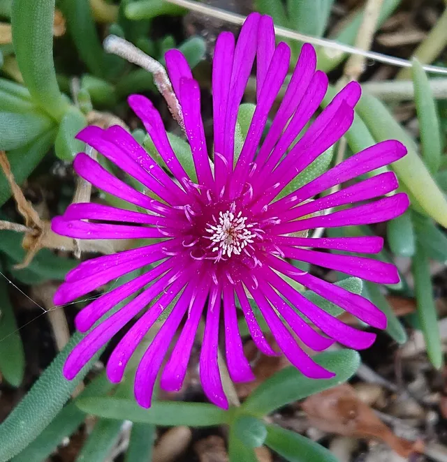 Passion Vivaces Delosperma cooperi plante vivace godet rose fuchsia
