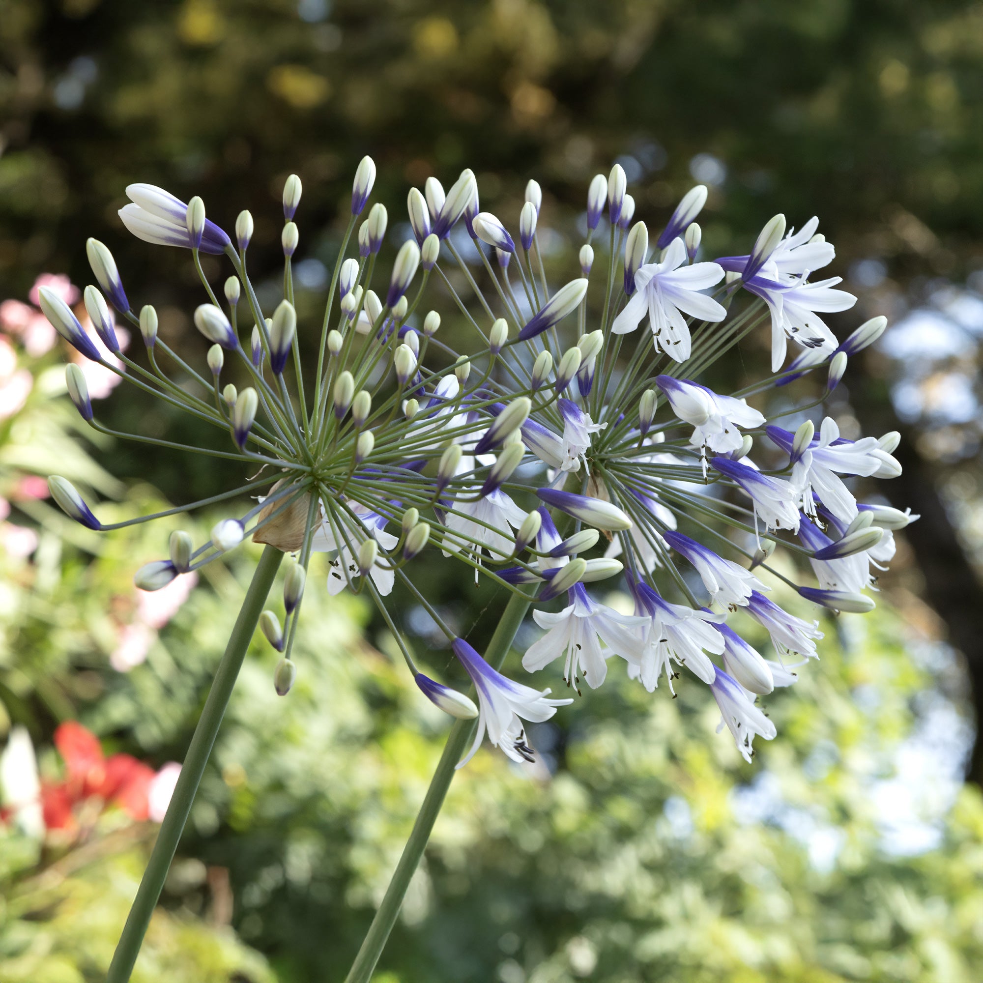 Bakker Agapanthe Twister vivace racine nue bicolore blanc bleu
