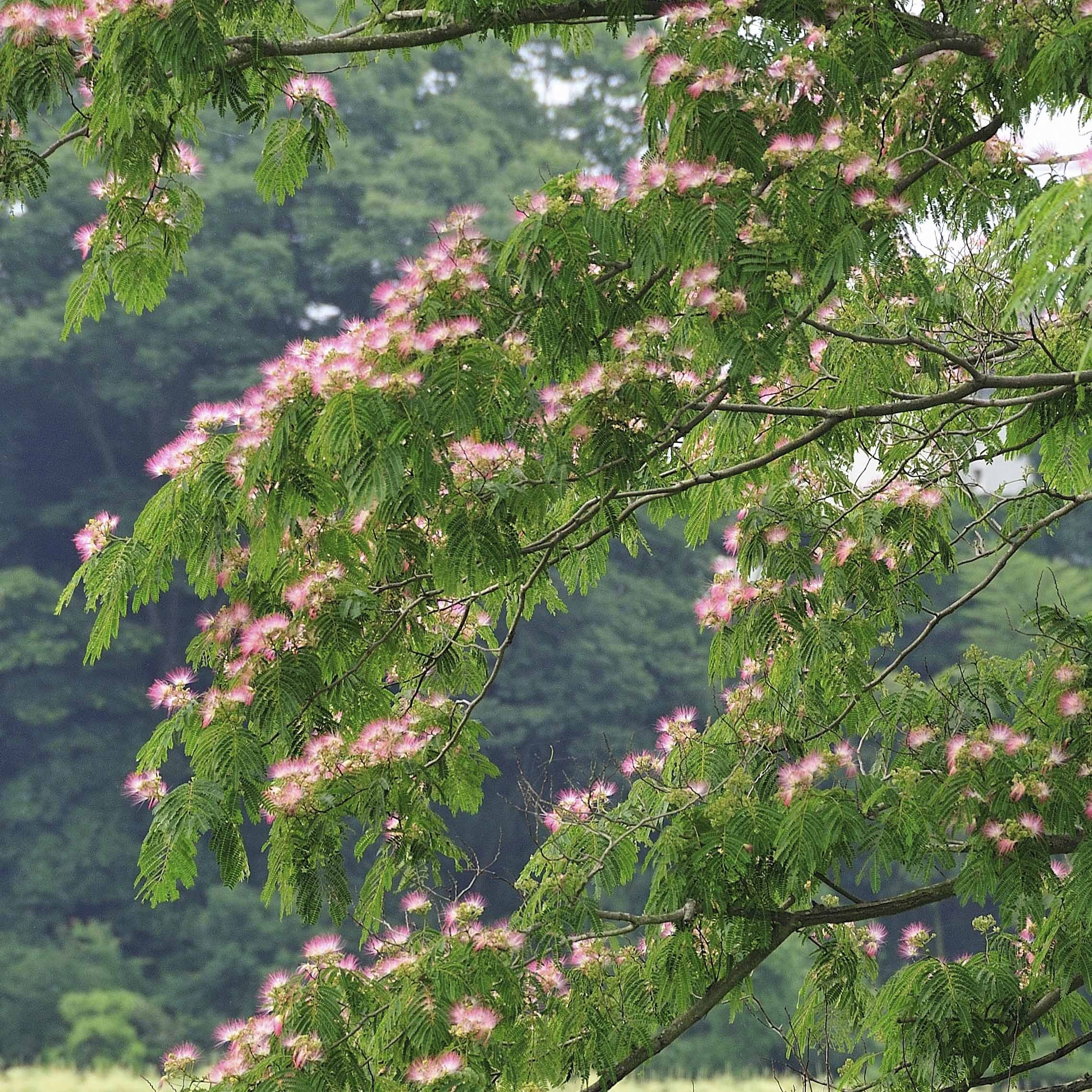 Bakker Albizia Rose arbre à soie pot 2L fleurs roses