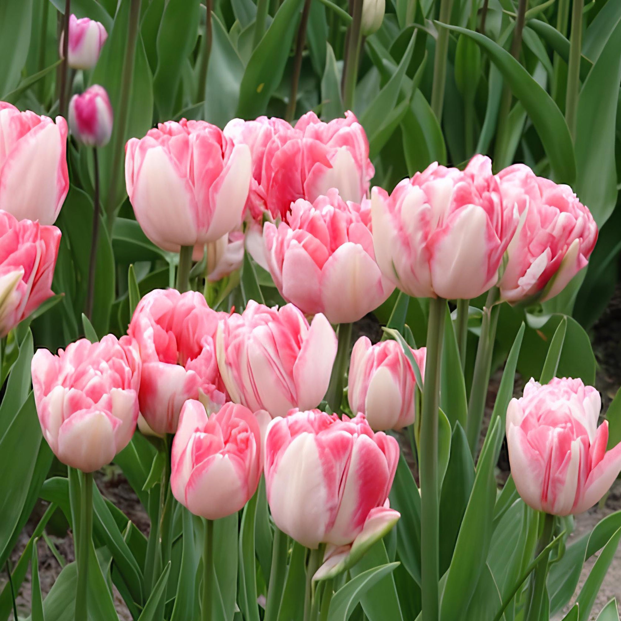 Bakker Tulipe Foxtrot pivoine rose 10 bulbes 11 cm+