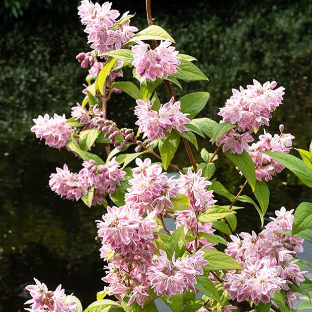 Bakker Deutzia Champ de fraise arbuste fleuri rose pot 1,5L 20-30cm