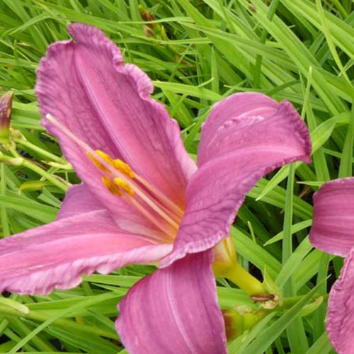 Bakker Hémérocalle Summer Wine vivace pot Ø 9 cm