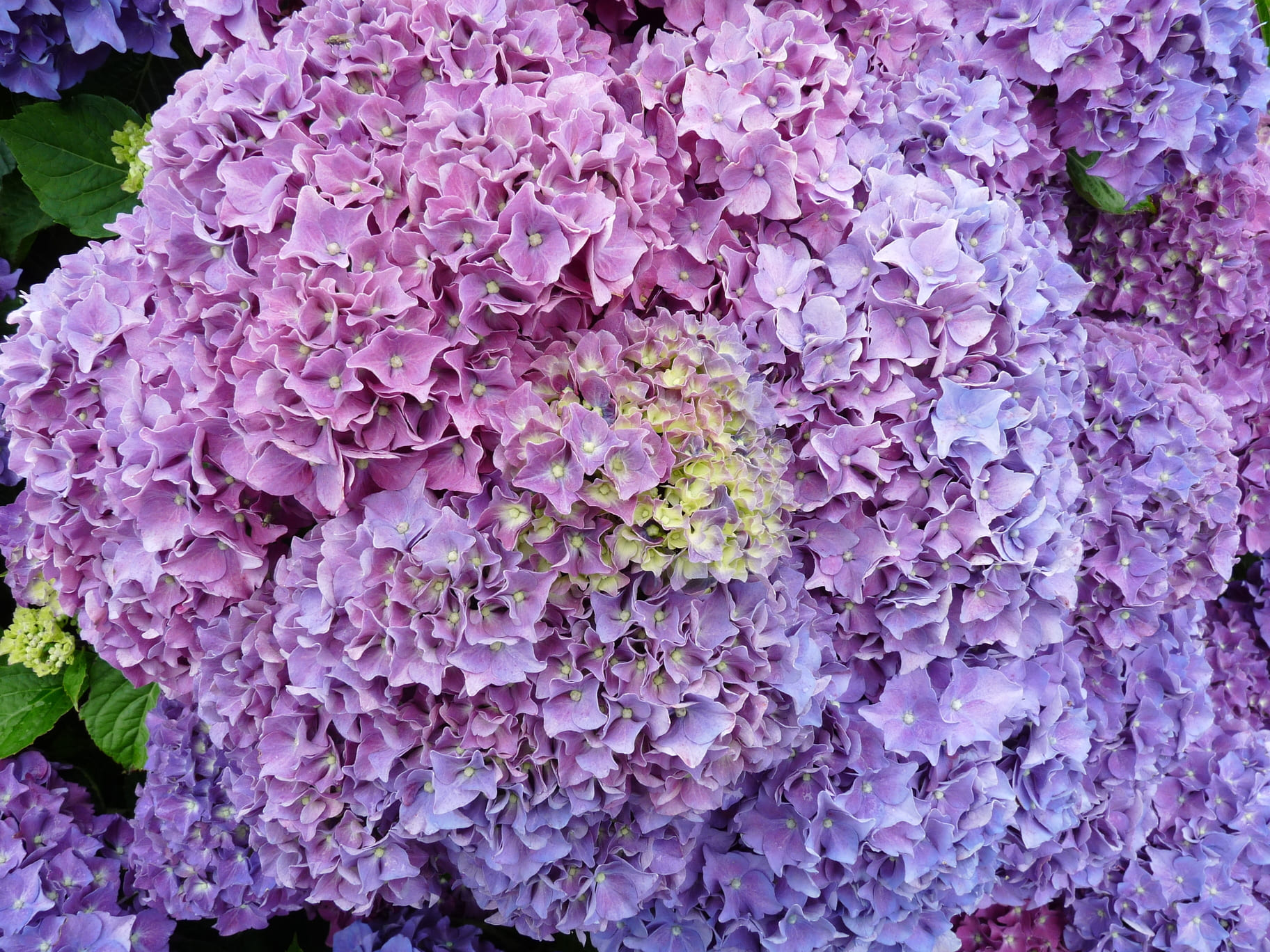 Les Hortensias du Haut Bois Harry’s Red hortensia rouge rond