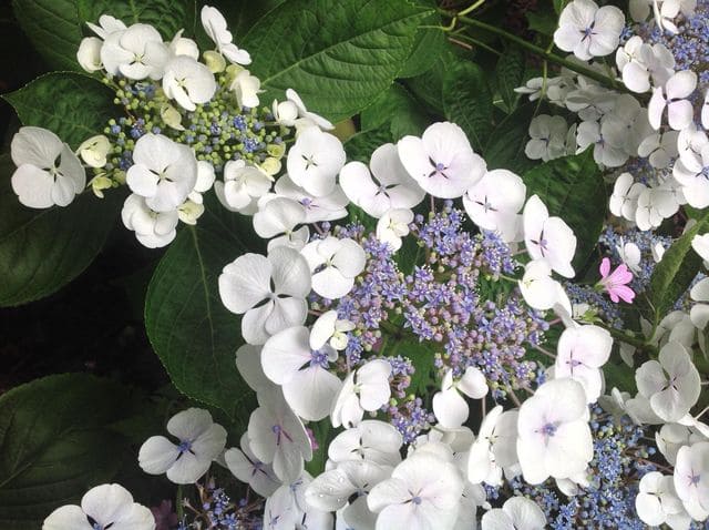 Les Hortensias du Haut Bois Libelle hortensia fleurs plates godet