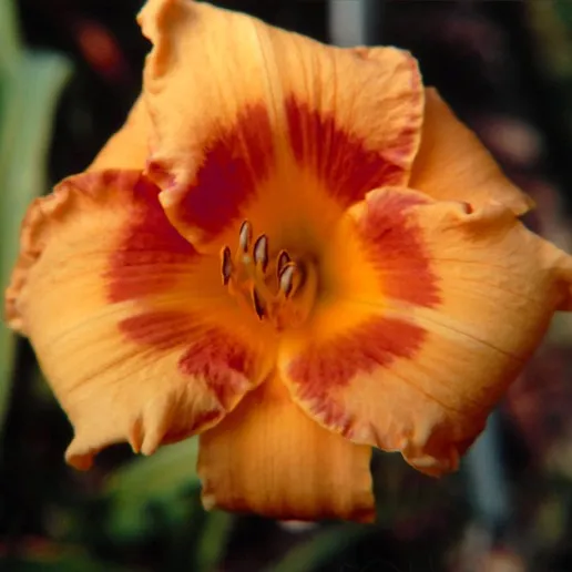 Passion Vivaces Hemerocallis Cherry Eyed hémérocalle pot 1L