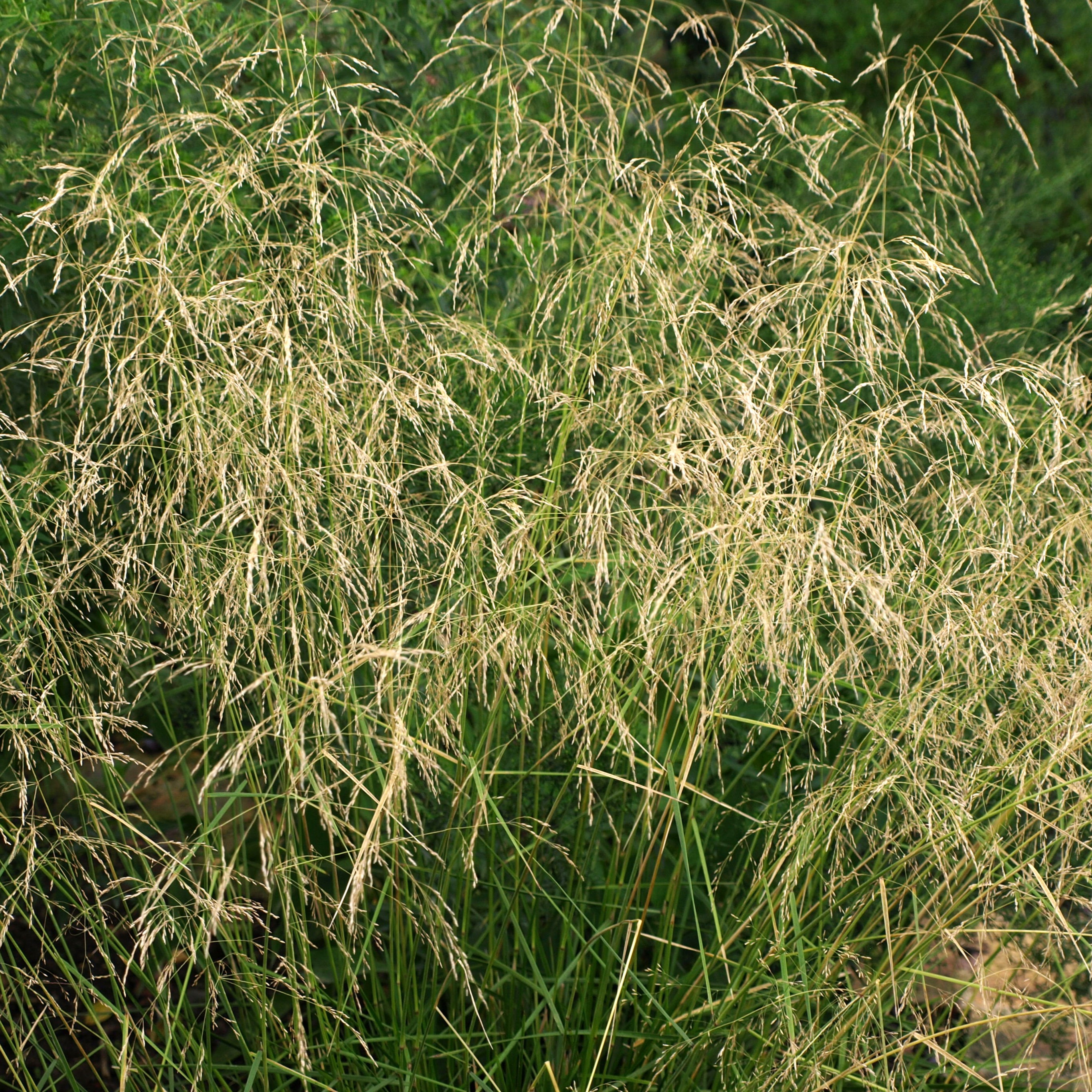 Passion Vivaces Deschampsia graminée godet panicule vaporeuse