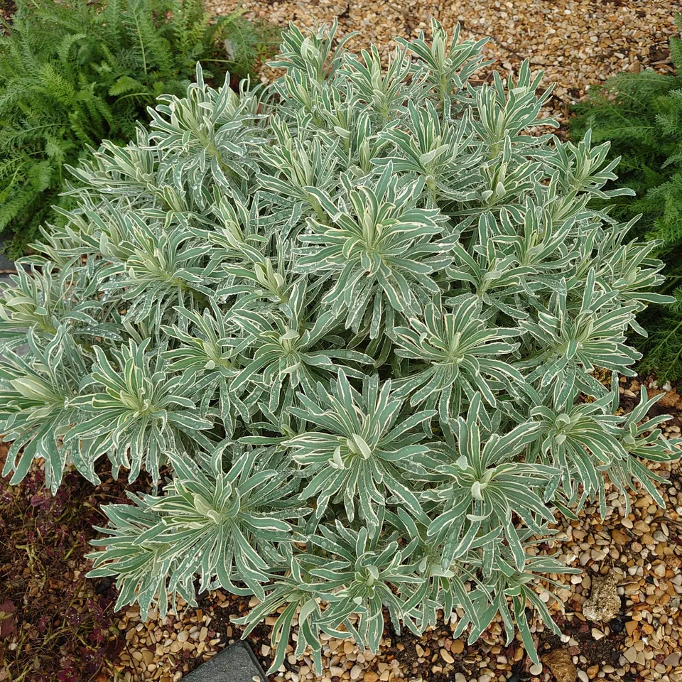 Euphorbia characias Glacier Blue euphorbe pot 1 L persistant