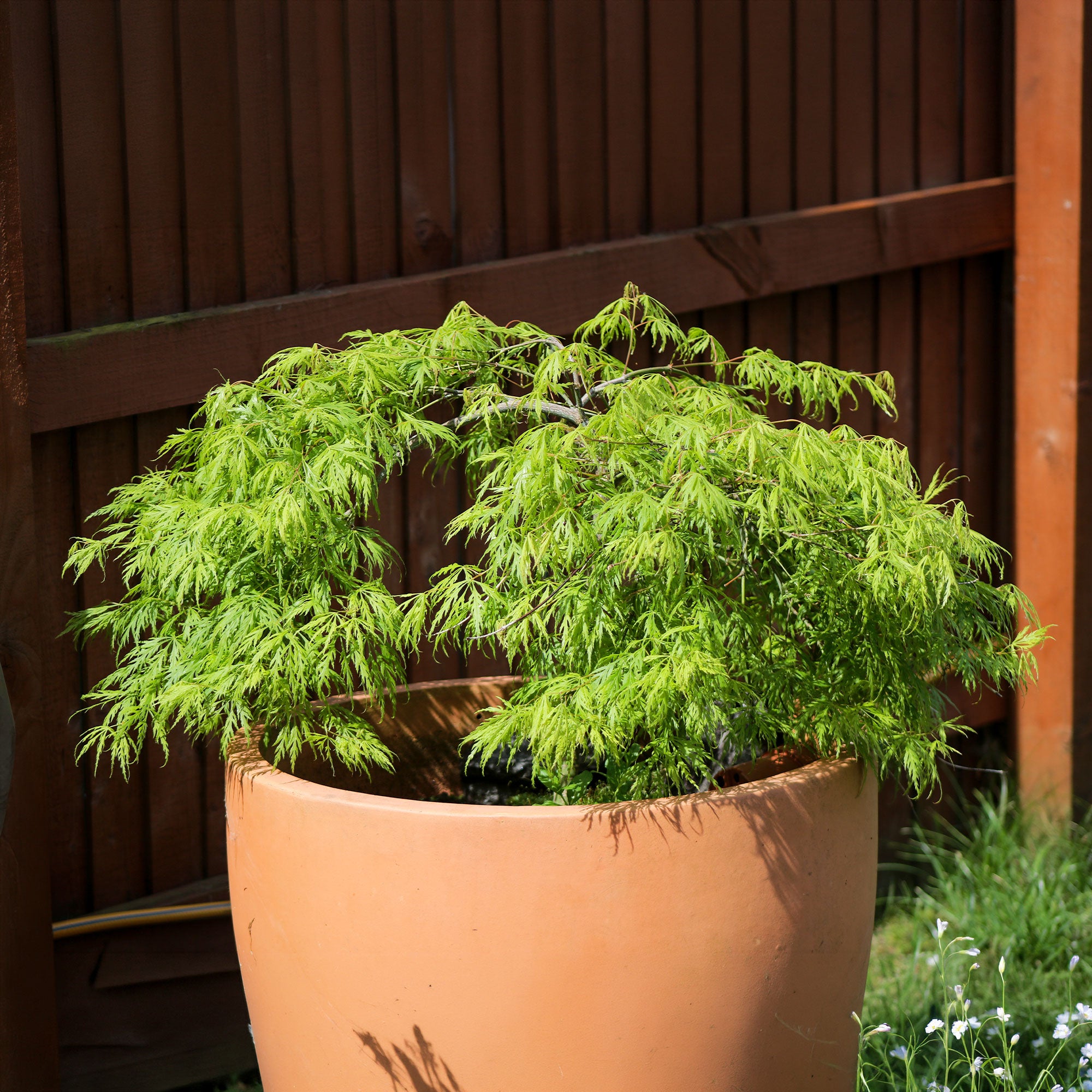 Bakker Érable japonais Emerald Lace pot 3L 40-50cm vert rouge