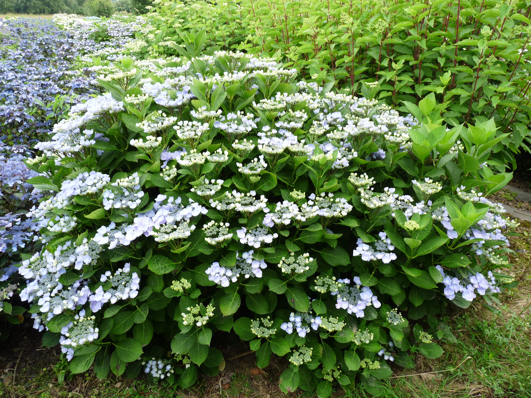 Les Hortensias du Haut Bois Namping hortensia fleurs plates godet