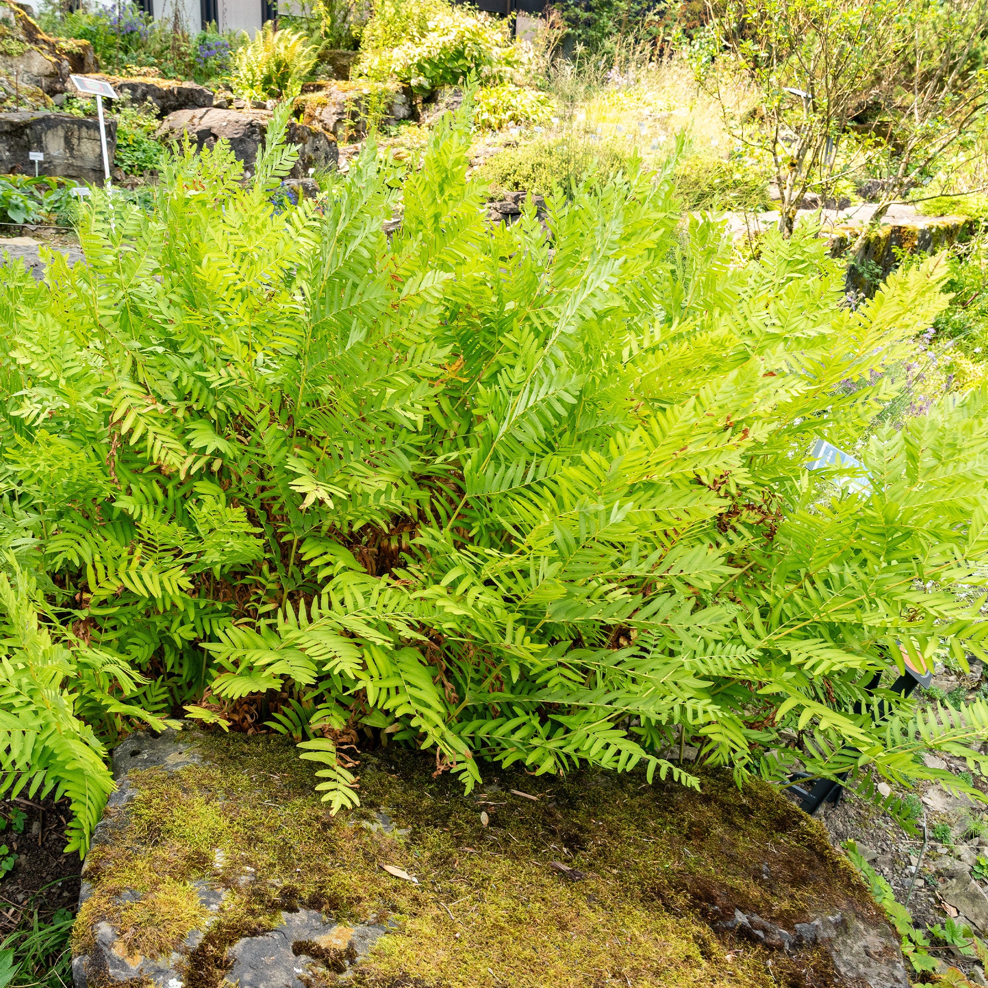 Bakker Osmonde royale fougère pot Ø 9cm zone humide