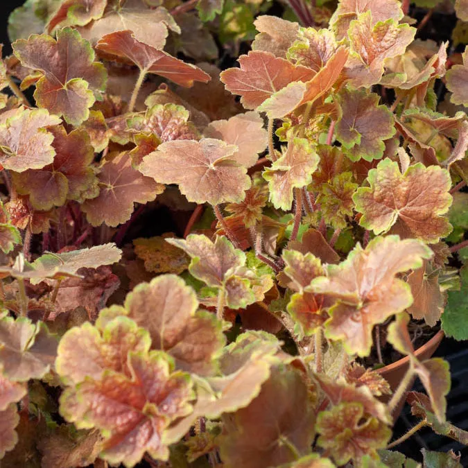 Bakker Heuchère Miracle vivace feuillage coloré pot 8cm