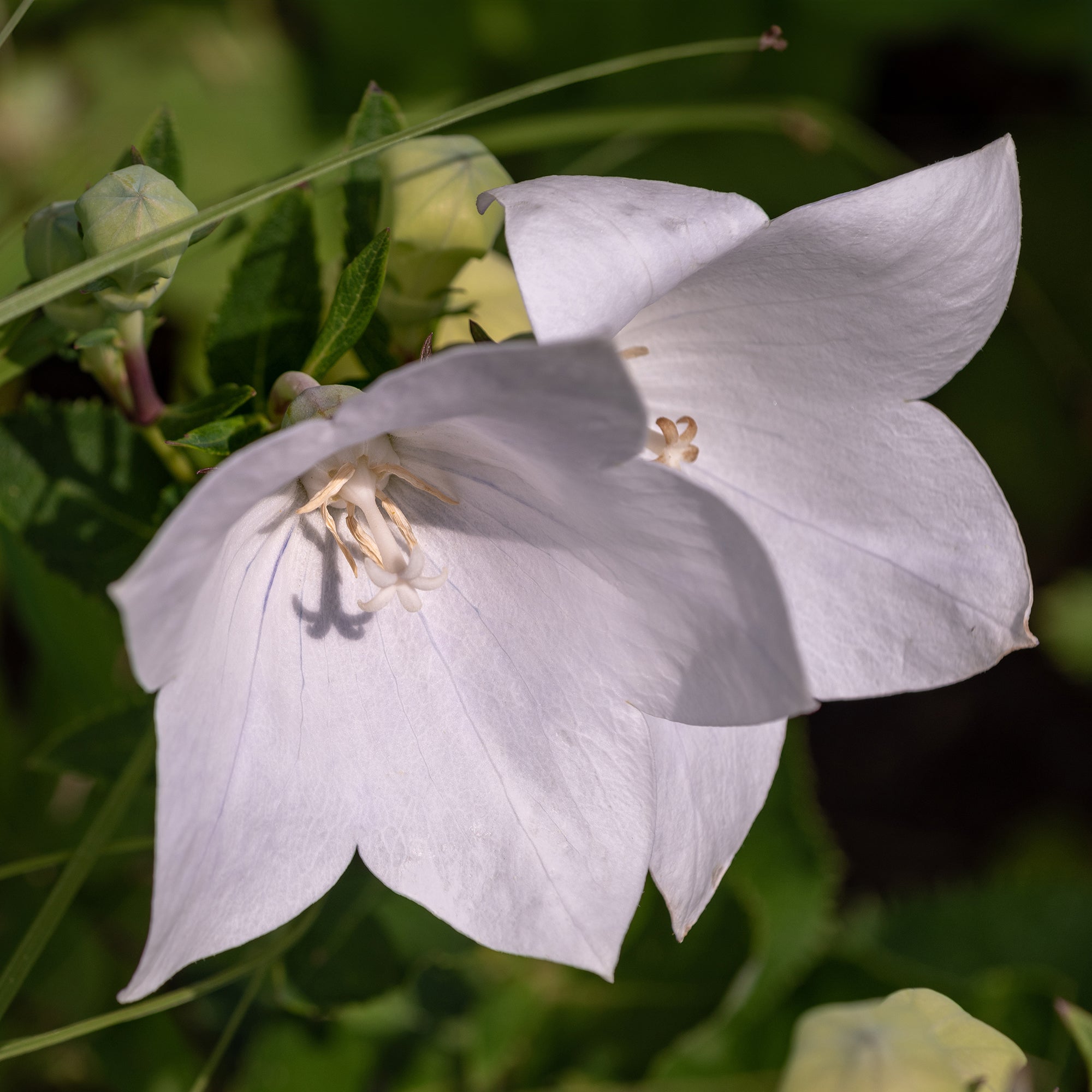 Bakker Campanule à feuilles de pêcher Alba vivace pot 9cm blanche