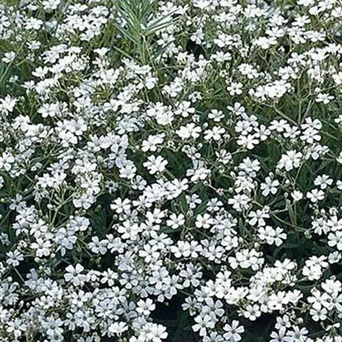 Bakker Gypsophile Schneeflocke vivace pot 9cm blanc double