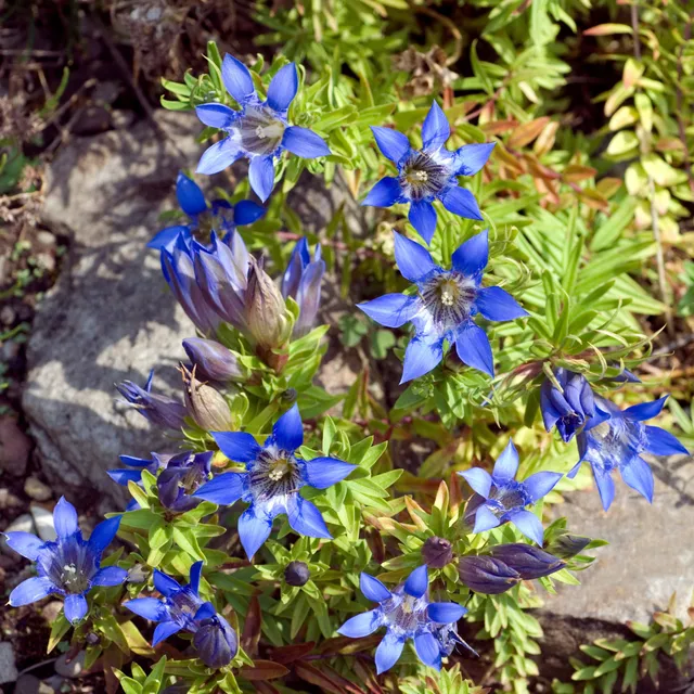 Bakker Gentiane chinoise d'automne vivace bleue 2 pots Ø9cm