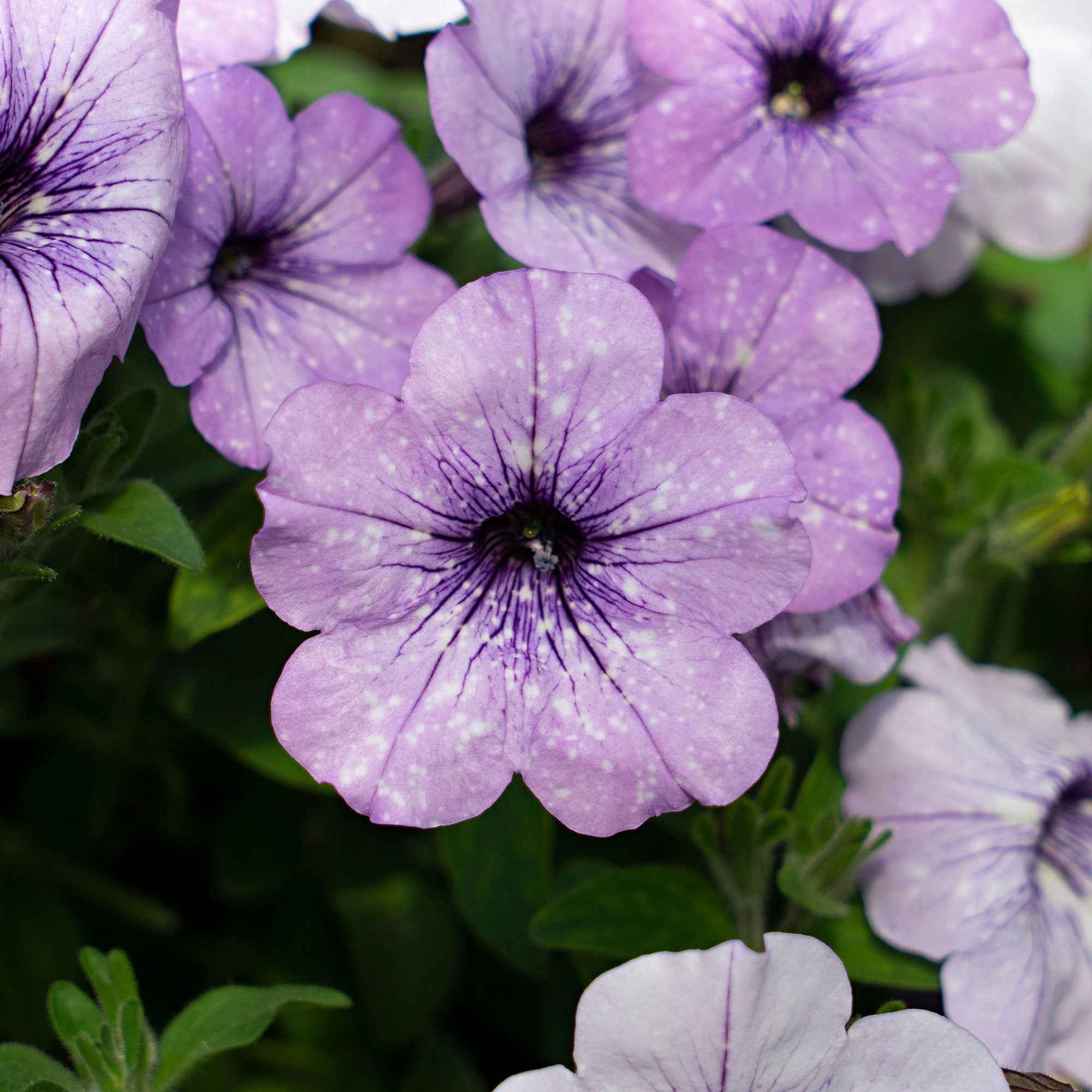 Bakker Lavender Sky pétunia violet 3 pots Ø10,5cm