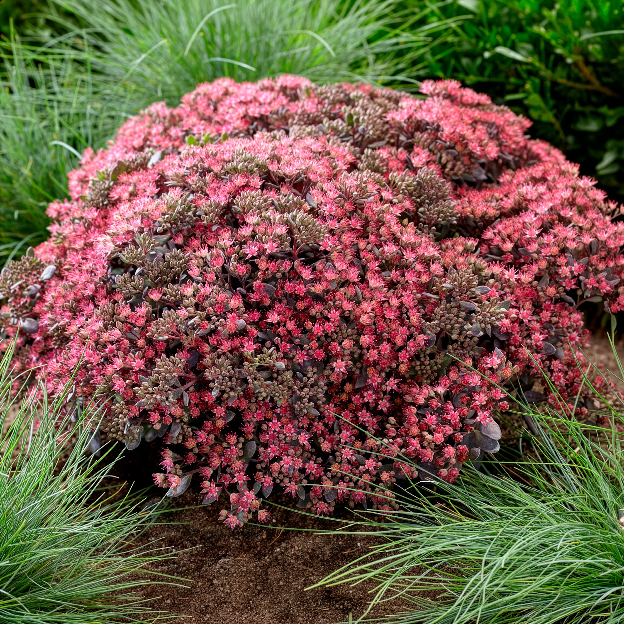 Bakker Sedum Dazzleberry orpin pot 8 cm pourpre couvre-sol
