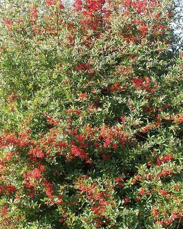 Bakker Dart's Red Interrada buisson ardent pot 8cm baies rouges