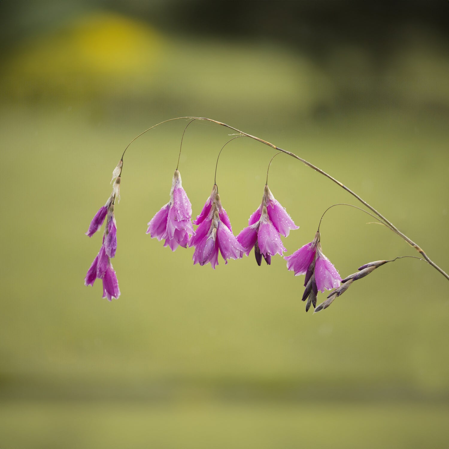 Bakker Dierama Canne des Anges vivace violette Ø9cm