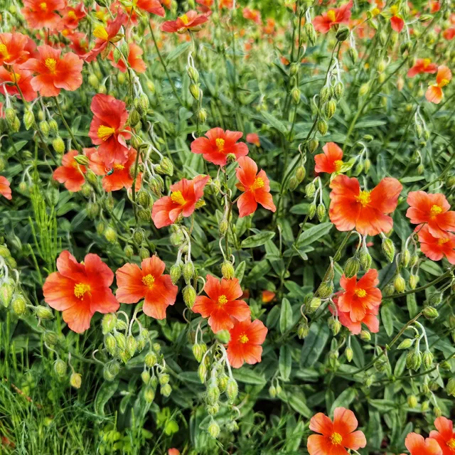 Bakker Hélianthème rouge vivace pot 8cm couvre-sol