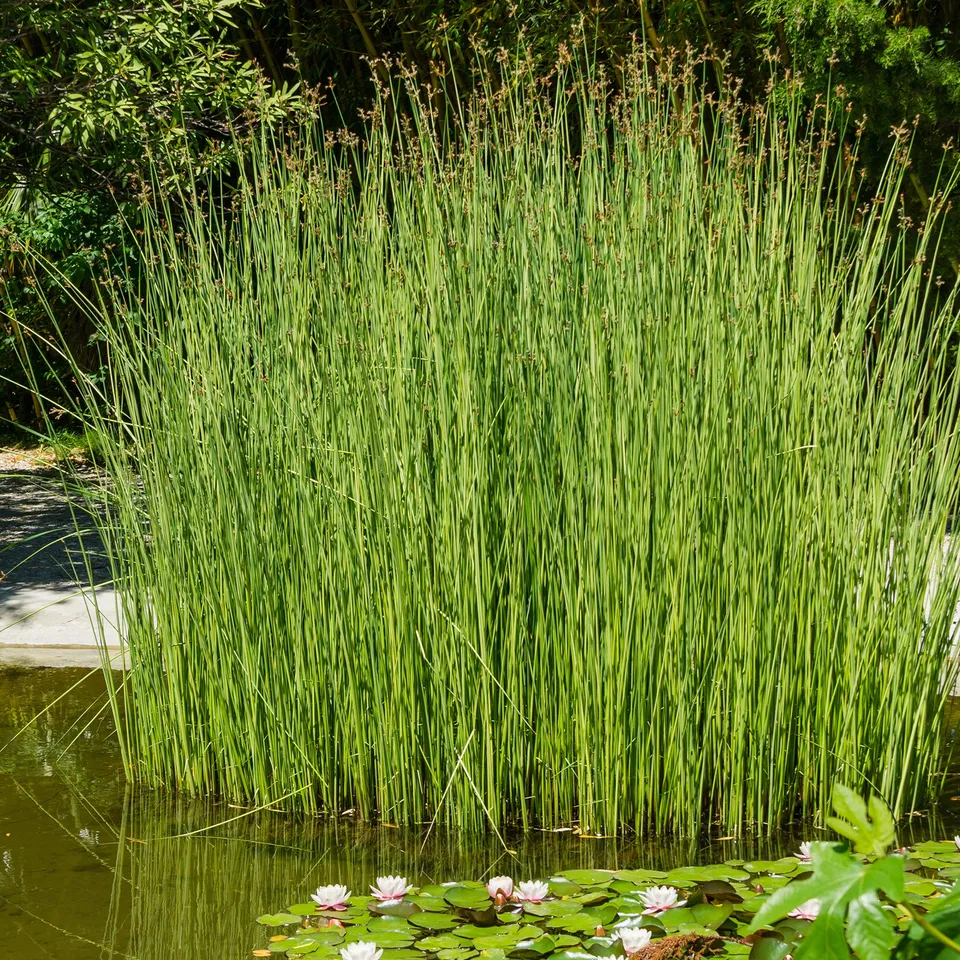 Bakker Jonc des chaisiers plante de bassin pot Ø 9 cm