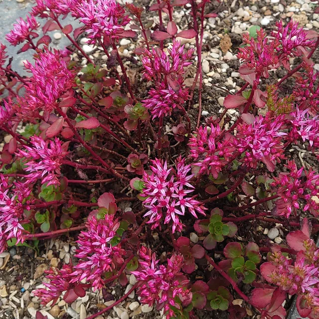 Passion Vivaces Sedum spurium Raspberry Red plante vivace godet fleurs roses