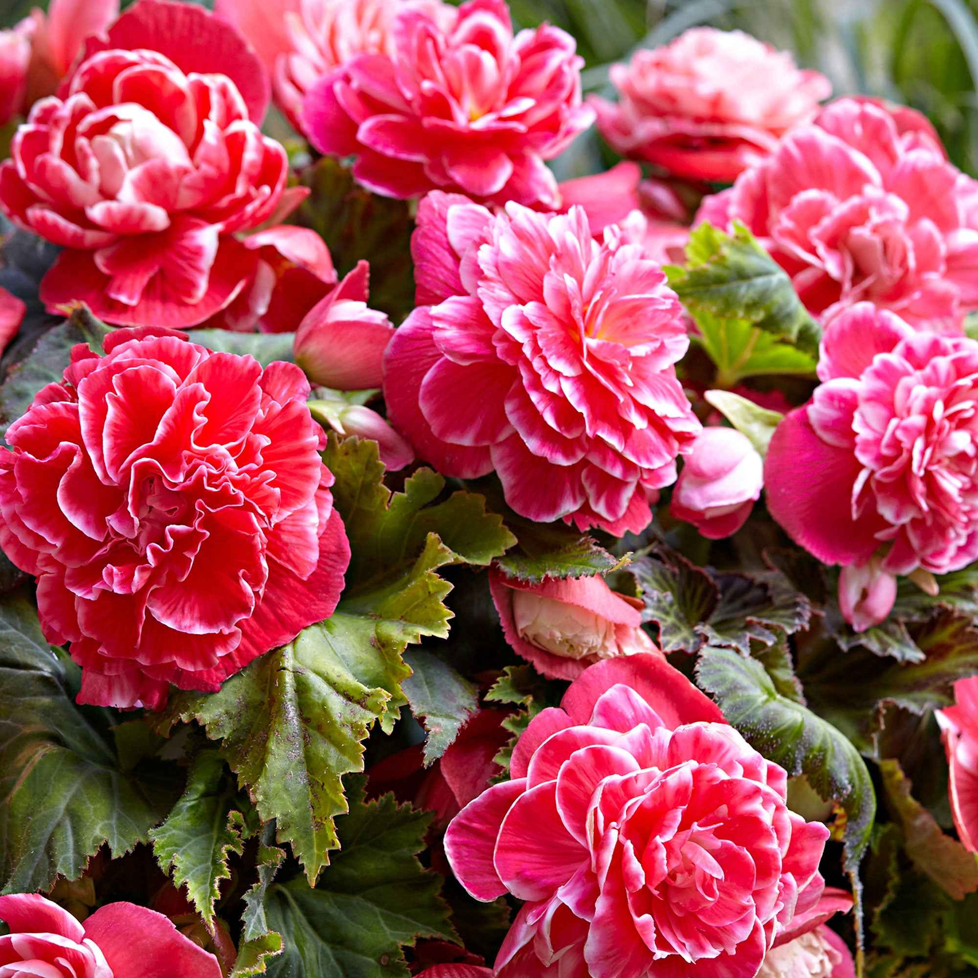 Bakker Begonia Camelia bulbe sachet 5 fuchsia