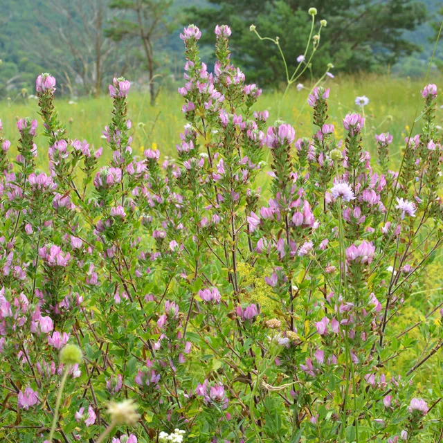 Bakker Bugrane épineuse vivace pot Ø 9cm fleurs roses