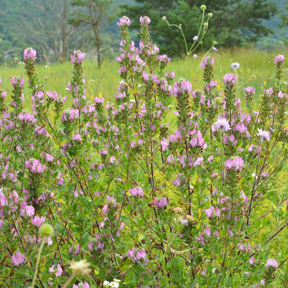 Bakker Bugrane épineuse vivace pot Ø 9cm fleurs roses