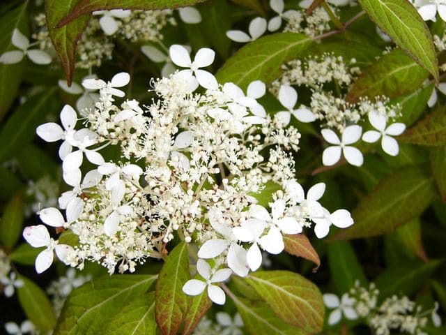 Angustata hydrangea serrata arbuste godet mi-ombre
