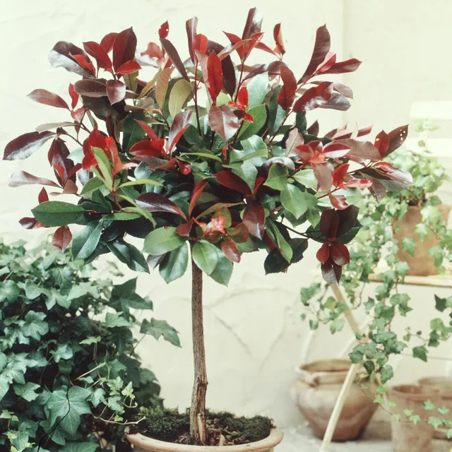 Bakker Arbustes Photinia Red Robin sur tige arbuste pot 3L