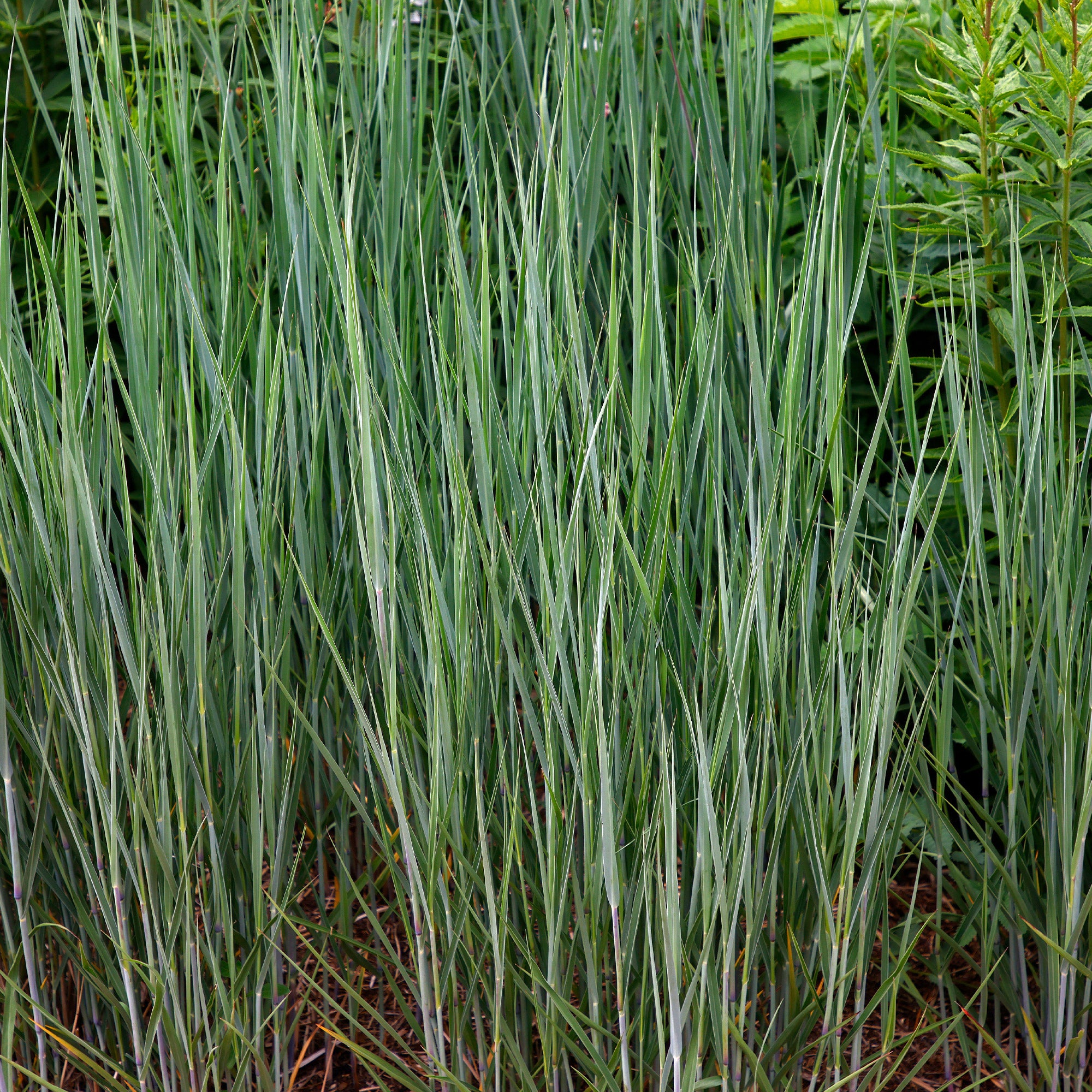Bakker Panicum Heavy Metal graminée 3 pots Ø9cm bleu