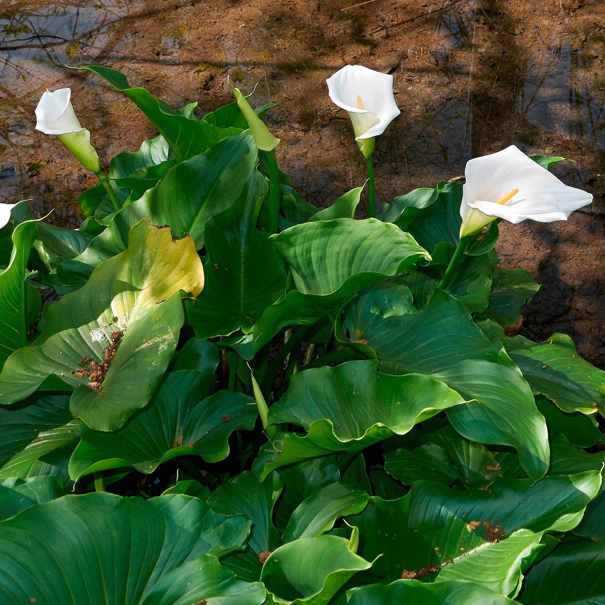 Bakker Arum blanc Calla plante de bassin blanc pot 9cm