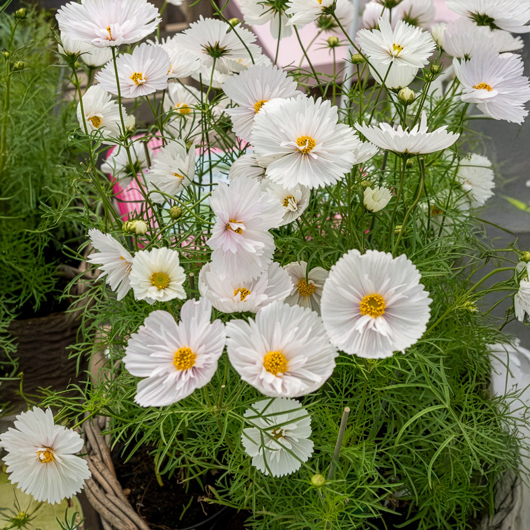 Bakker Cupcakes White cosmos blanc sachet 1g ±100 graines