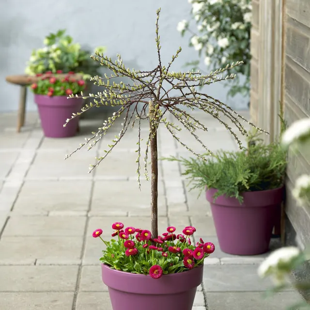 Bakker Saule rampant nain Iona sur tige arbuste pot 17cm jaune