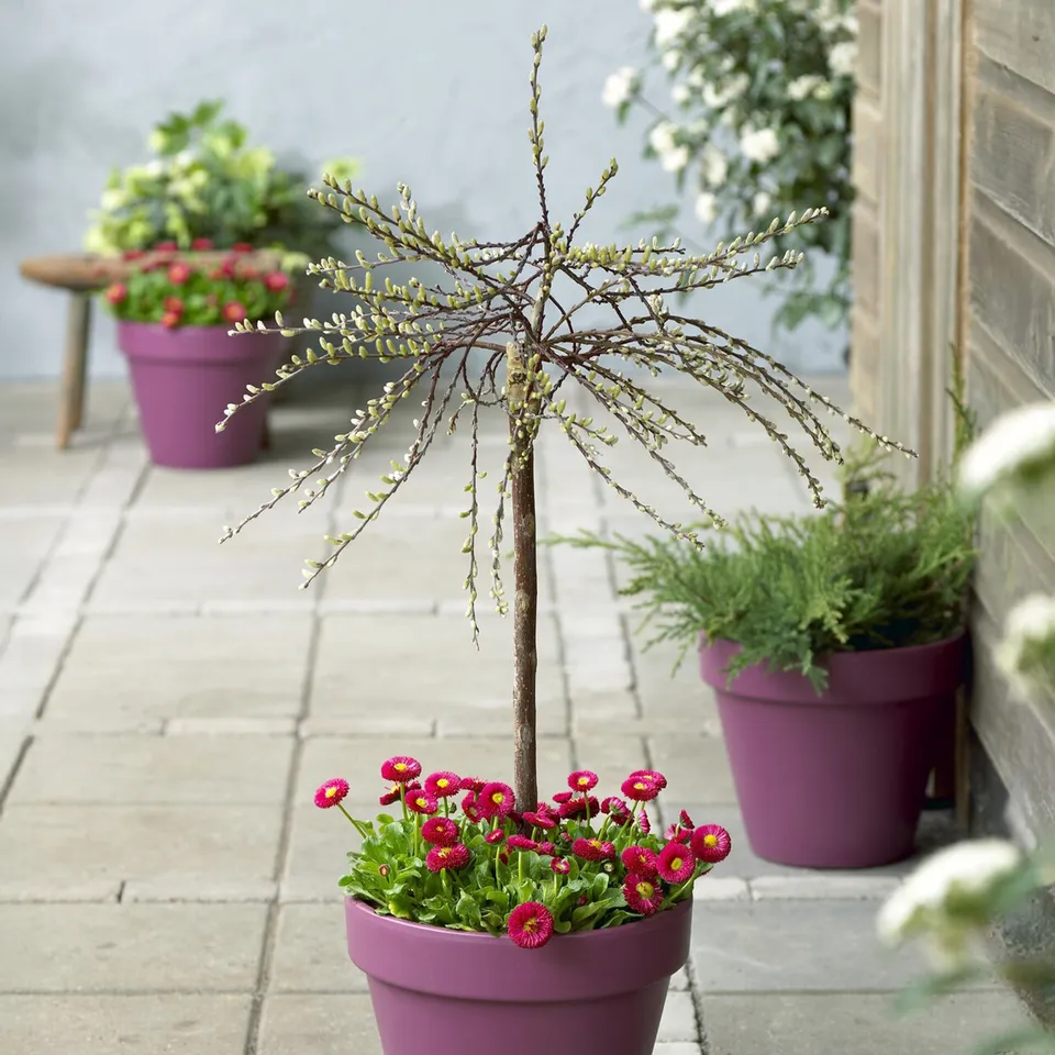 Bakker Saule rampant nain Iona sur tige arbuste pot 17cm jaune