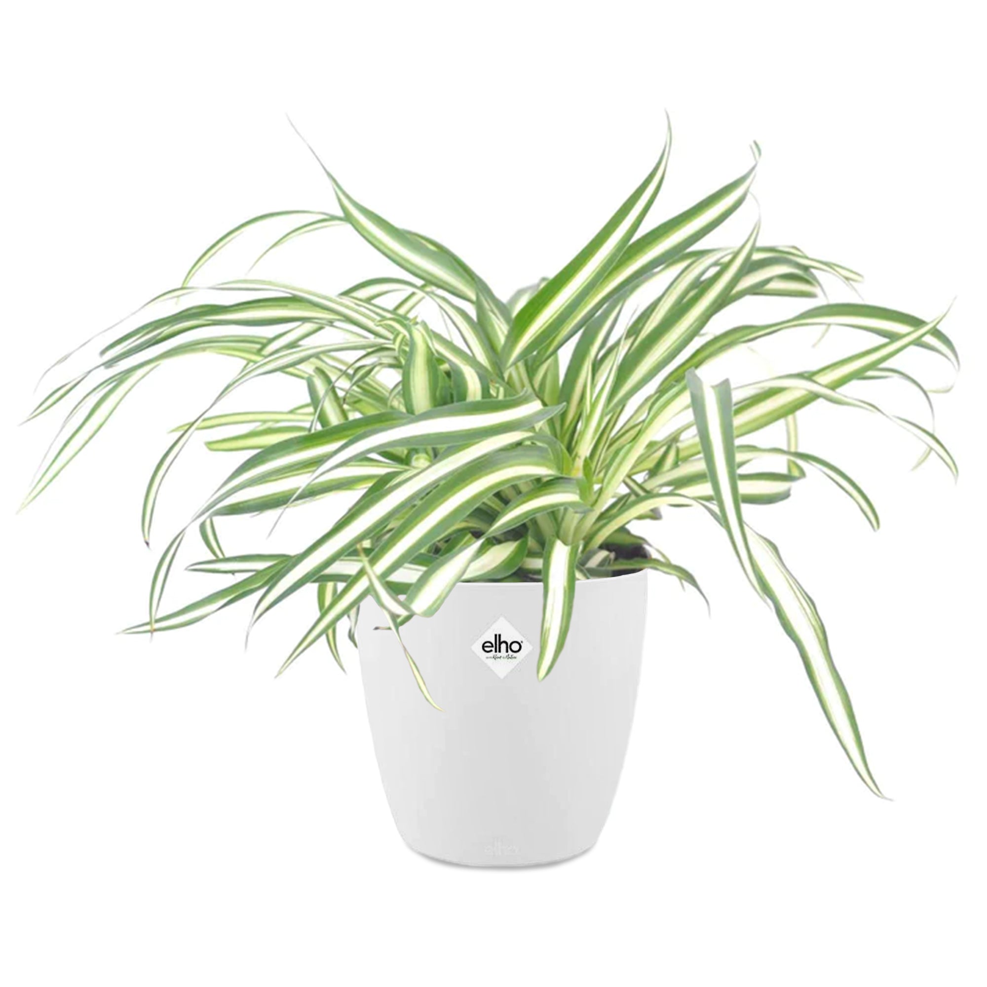 Bakker Chlorophytum Atlantic plante verte 2 pots Ø12cm