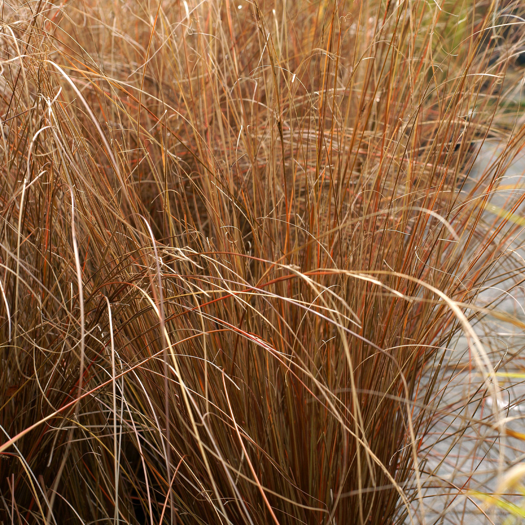 Bakker Carex buchananii laîche pot 8cm cuivré