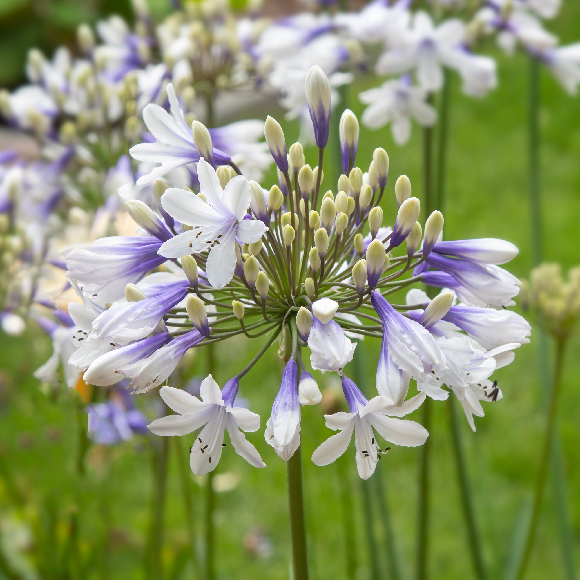 Bakker Agapanthe Queen Mum grande fleur bicolore pot 9cm
