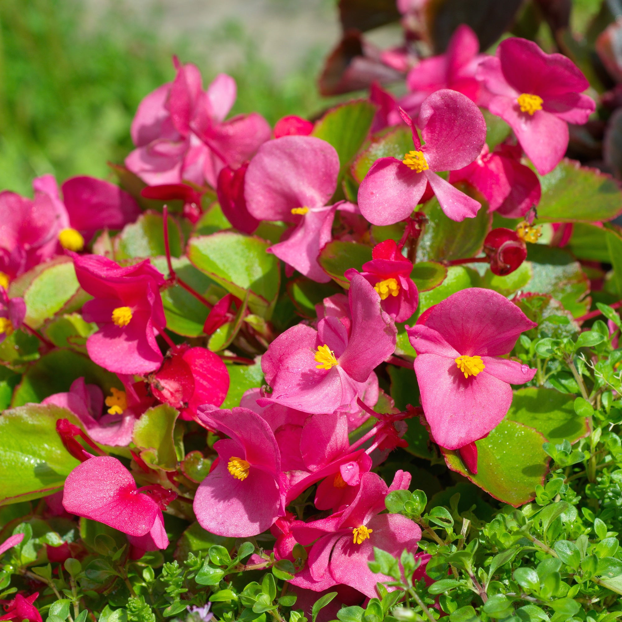 Bakker Bégonia semperflorens plante rose pot Ø10,5cm