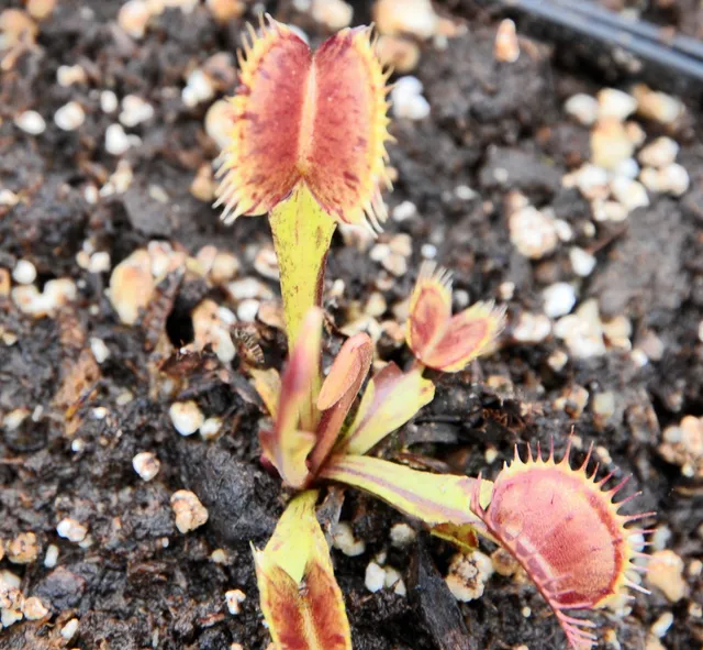 Carniflore Dionée Dionaea Spotty plante carnivore pot 9x9cm rouge