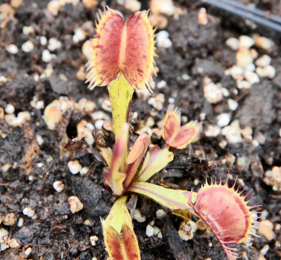 Carniflore Dionée Dionaea Spotty plante carnivore pot 9x9cm rouge