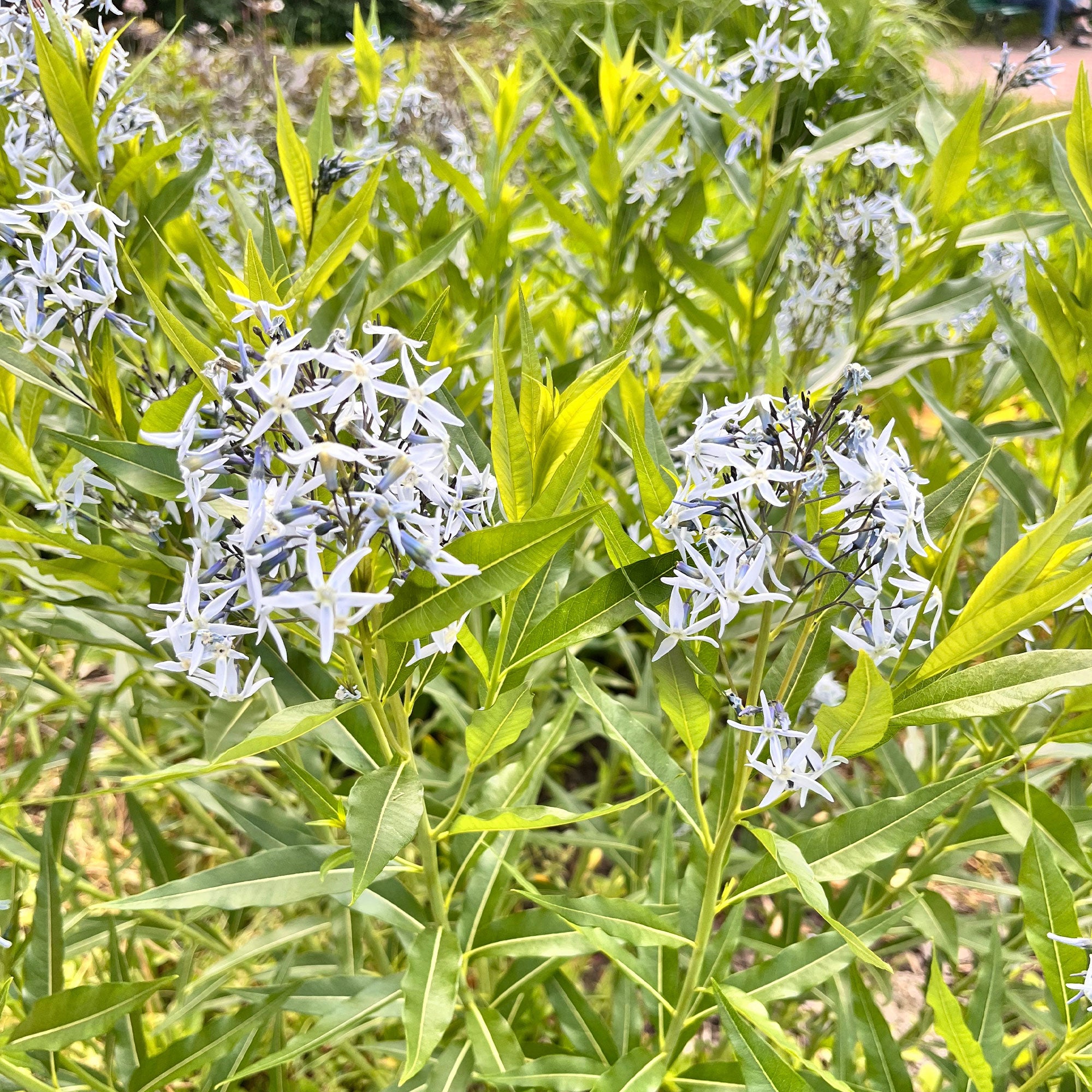 Bakker Étoile bleue salicifolia vivace bleue pot 9cm