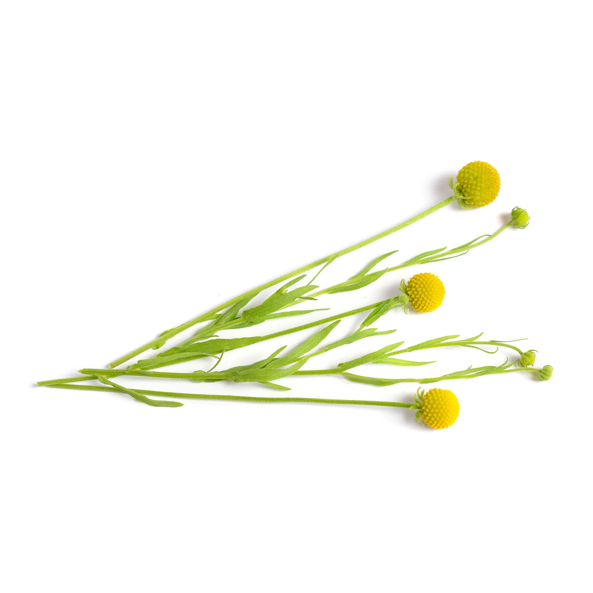 Bakker Potager et Graines Cephalophora Pineapples graines fleurs 0,1g