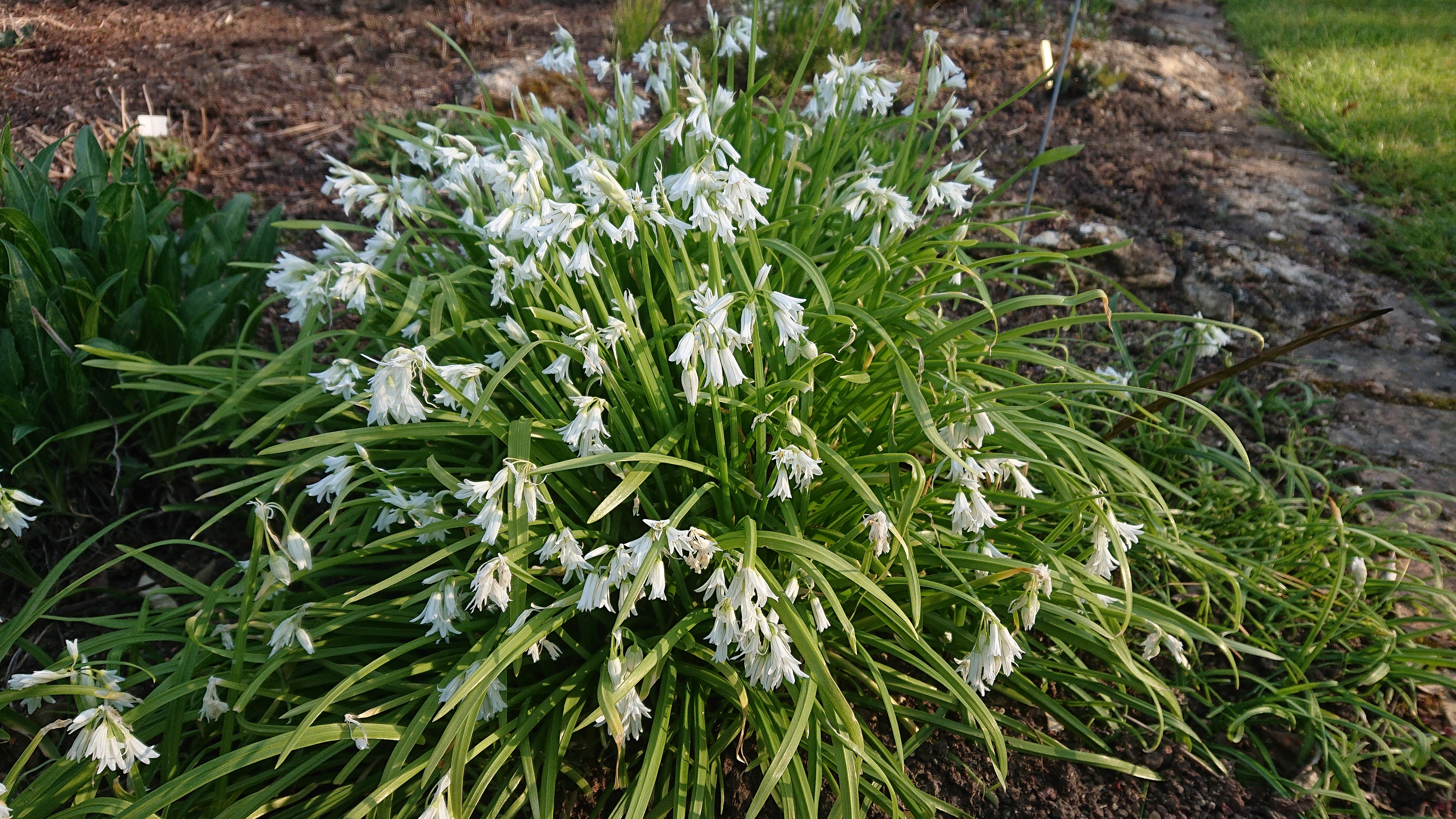 Passion Vivaces Allium ail ornemental bulbe plante de jardin