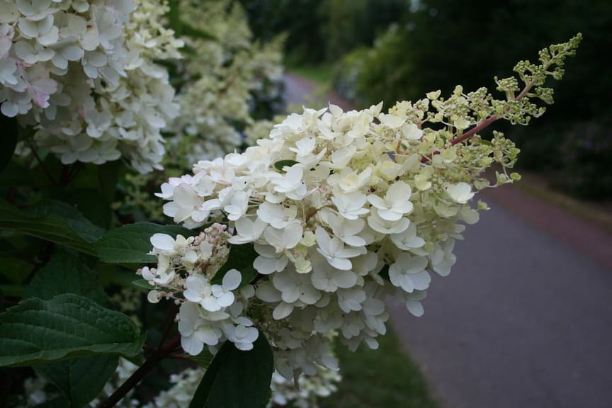 Les Hortensias du Haut Bois Pinky Winky hortensia paniculata rose