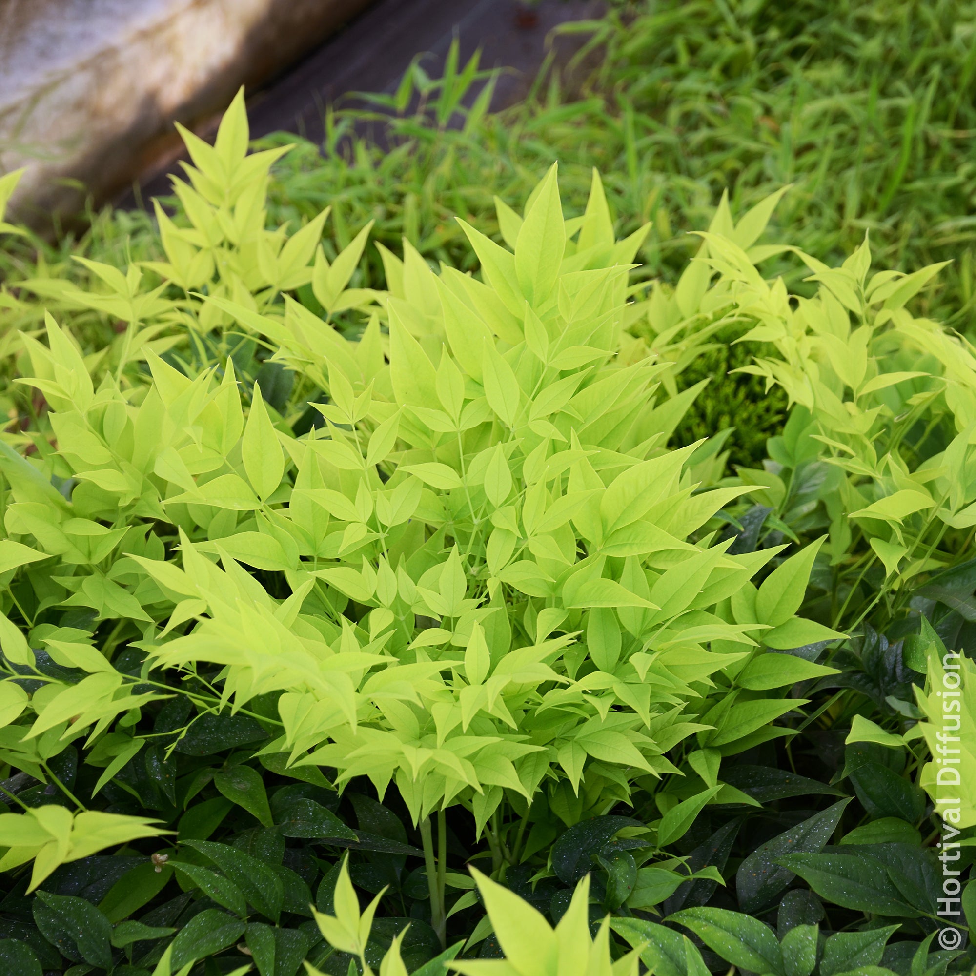 Bakker Nandina Magical Lemon Lime arbuste pot Ø 9cm
