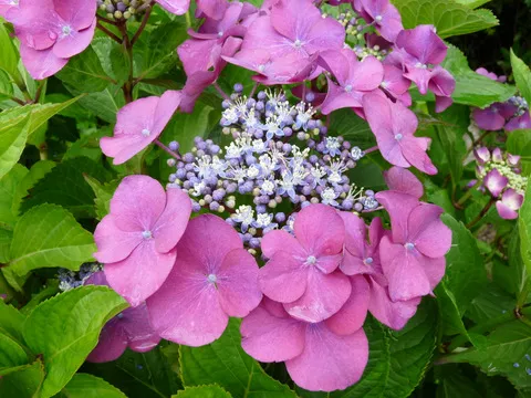 Möwe Hydrangea macrophylla hortensia fleurs plates