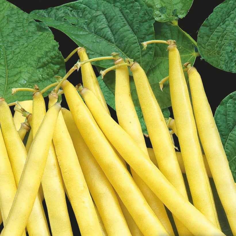 Bakker Orinoco Wax haricot nain beurre sachet 70g sans fil