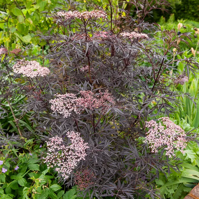 Bakker Sureau noir Black Lace arbuste pot Ø 9 cm feuillage noir
