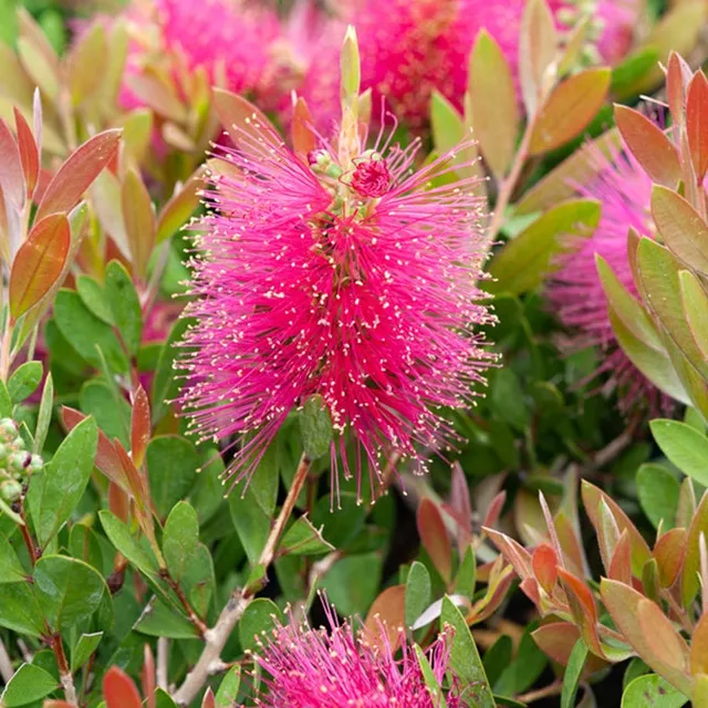 Bakker Callistemon Hot Pink rince-bouteille pot 8cm fuchsia